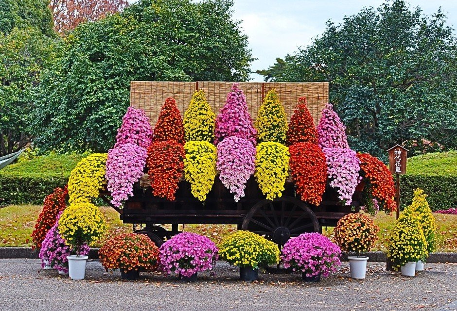 東京神代植物公園第66屆「菊花大會」10月31日開幕 名物神代花車、首設江戶風拍照點