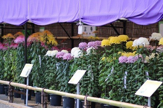 東京神代植物公園第66屆「菊花大會」10月31日開幕 名物神代花車、首設江戶風拍照點