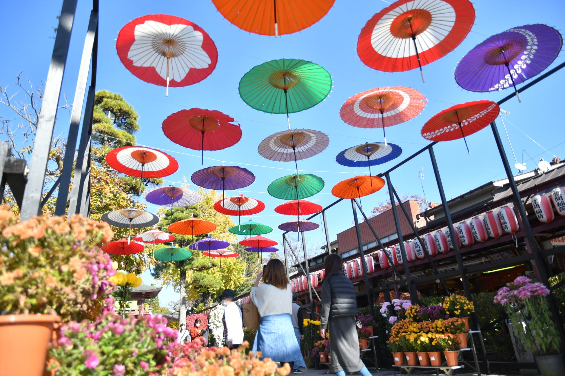 茨城「笠間菊祭」第119屆登場 日本最古老菊花祭典、笠間稻荷神社菊人形必看