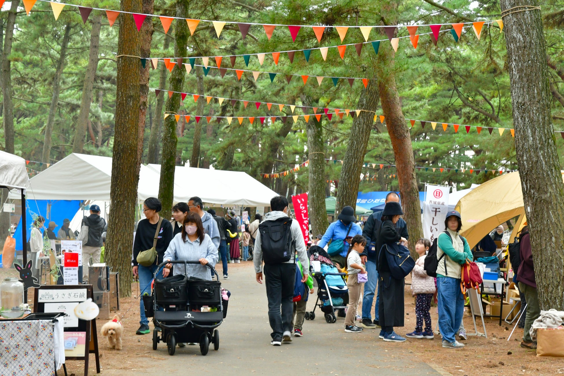 茨城國營常陸海濱公園「海・花戶外遊2026」11月7、8日登場 烤蘋果、騎馬、攀岩體驗