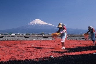 靜岡駿河灣櫻花蝦秋季捕撈開跑到12月24日　由比漁港吃生櫻花蝦、逛櫻花蝦館