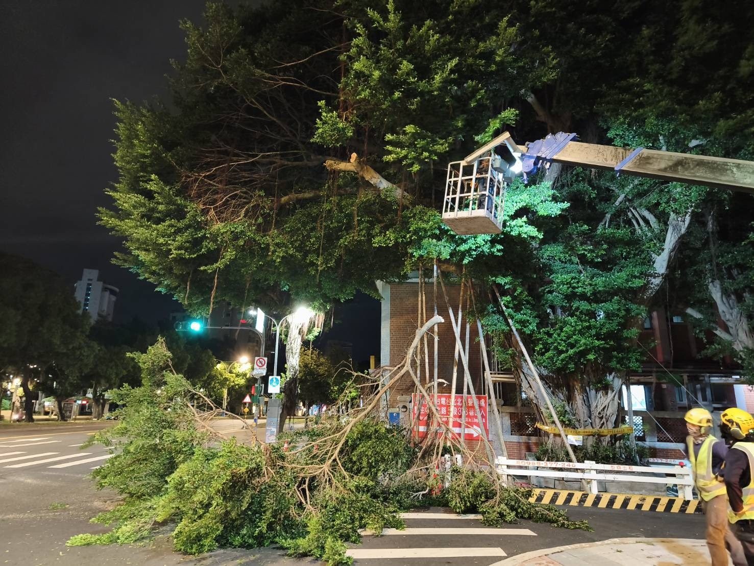 中山北路五段大樹花台持續位移 樹下為機車停等區 公園處10/30做緊急支撐及修剪 378巷部分封閉 留一線車道