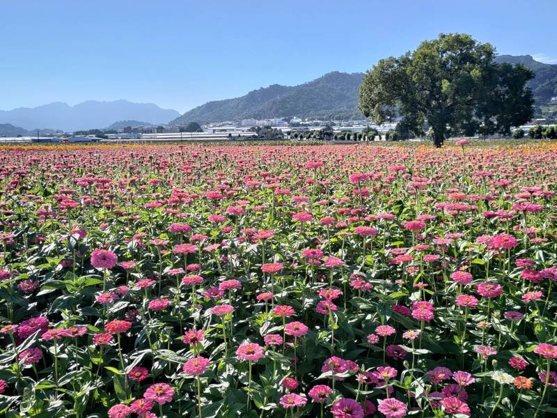 花毯節賞花趣！台中Go限時優惠套票11/2開跑效期內公車捷運坐免驚