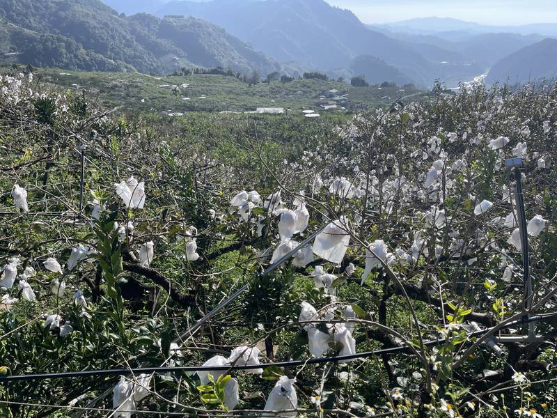 薔琵颱風農損公告救助 農業局提醒農民11/13前申請