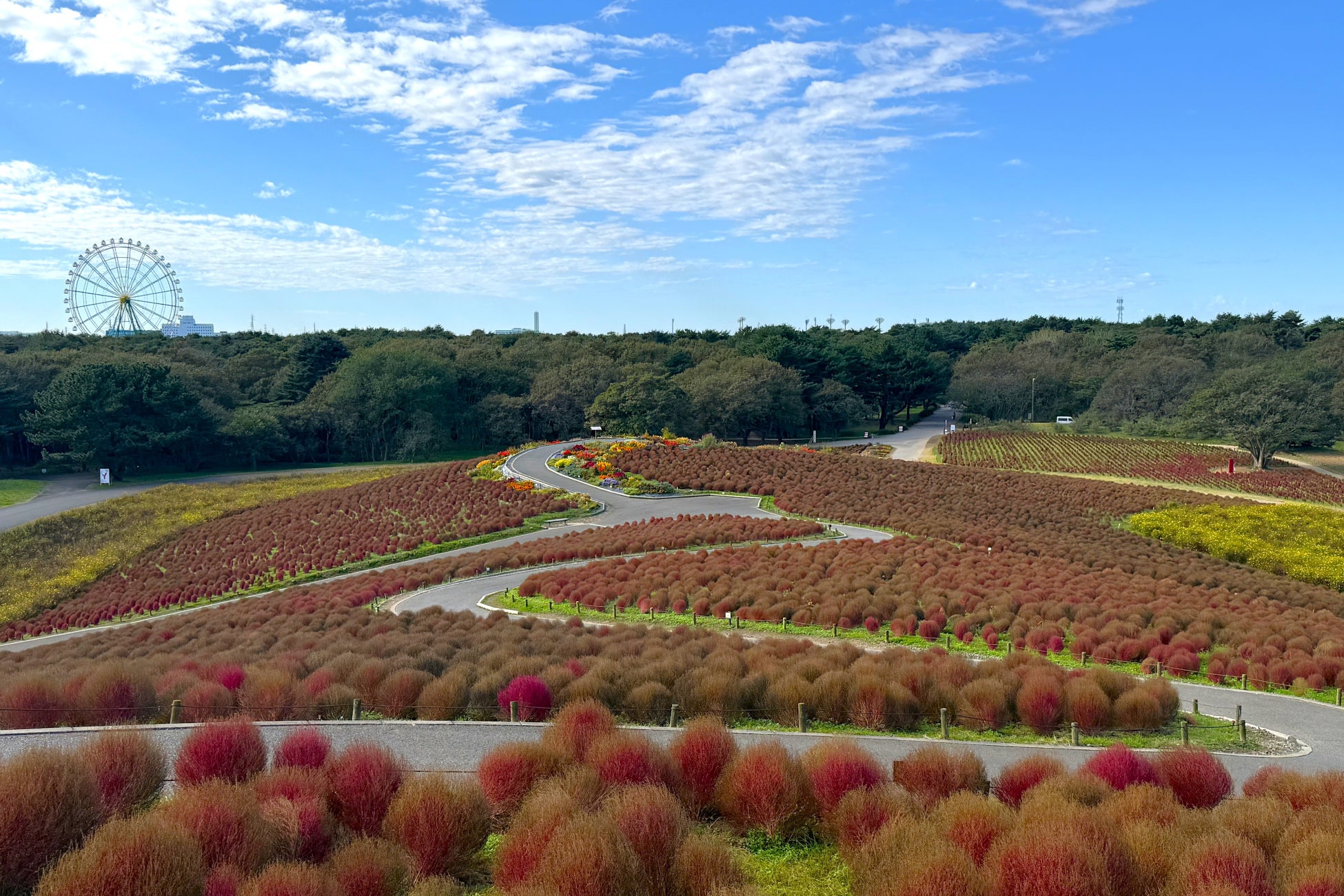 國營常陸海濱公園掃帚草轉金黃色　只到11月3日，之後拔除準備粉蝶花